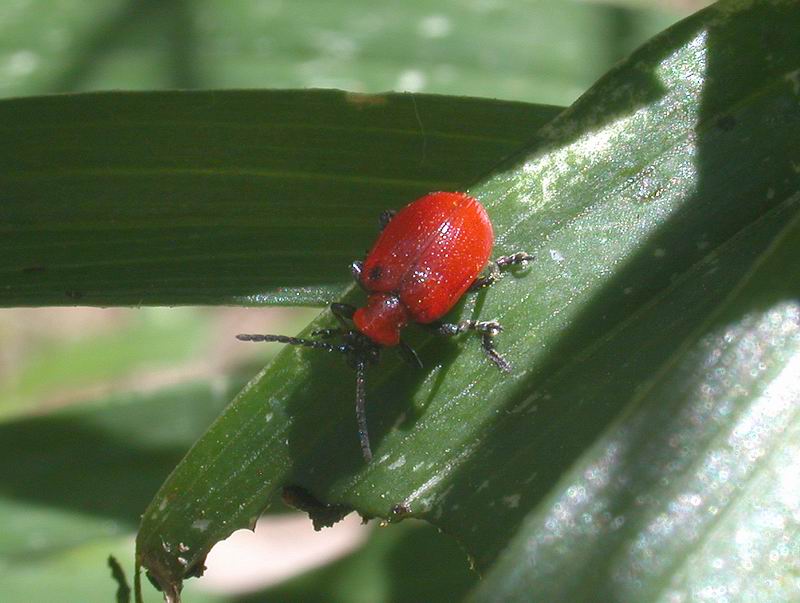 Larva di Lilioceris lilii